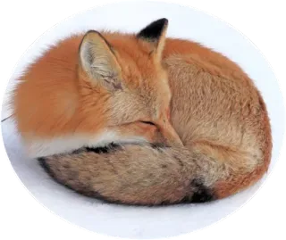 🦊 8ae26652 キツネ, 動物, 可愛い, 睡眠, 自然, 野生動物 telegram sticker