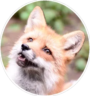 🦊 8c2ca99d キツネ, 動物, 野生動物, かわいい, 哺乳類 telegram sticker