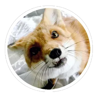🦊 8c6d929b キツネ, 動物, かわいい, 野生動物, 哺乳類, 自然 telegram sticker