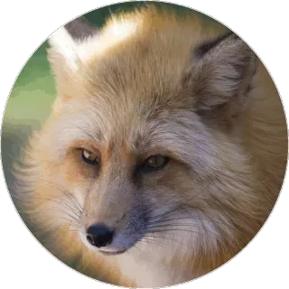 🦊 8fb0fc7a キツネ, 動物, 野生動物, 自然, 哺乳類, アカギツネ telegram sticker