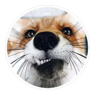 🦊 98a99afb キツネ, 動物, かわいい, 野生動物, 面白い telegram sticker
