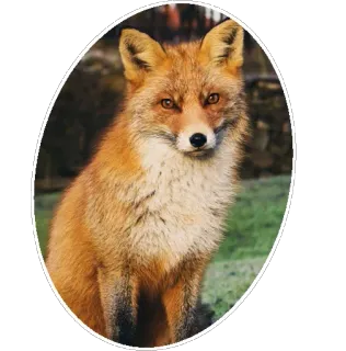 🦊 9969a19c キツネ, 動物, 野生動物, 哺乳類, 自然 telegram sticker