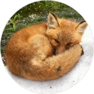 🦊 a7024f5c キツネ, 動物, 野生動物, アカギツネ, 睡眠, かわいい, 自然 telegram sticker