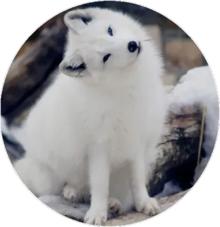 🦊 a7180c42 ホッキョクギツネ, 白狐, 動物, 野生動物, 雪, 可愛い telegram sticker