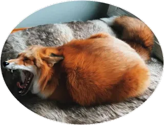 🦊 a749308f キツネ, 動物, 哺乳類, 野生動物, アカギツネ, あくび, 毛皮 telegram sticker