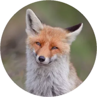 🦊 a79f3356 キツネ, 動物, 哺乳類, 野生動物, 自然 telegram sticker