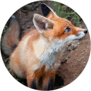 🦊 a97c339b キツネ, 動物, 野生動物, 自然, 哺乳類, アカギツネ telegram sticker