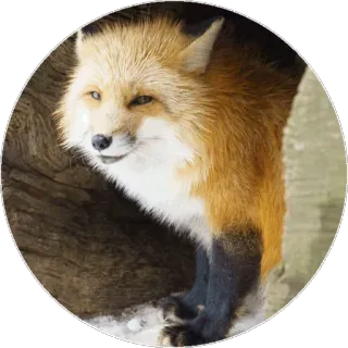 🦊 aa77734a キツネ, 動物, 野生動物, 自然 telegram sticker
