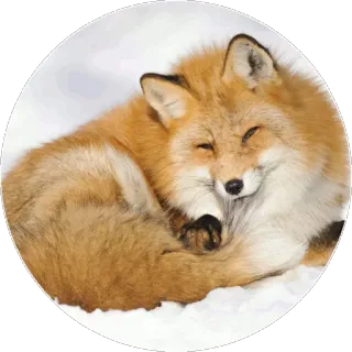 🦊 ad22efa1 キツネ, 動物, 野生動物, 冬, 雪, かわいい telegram sticker