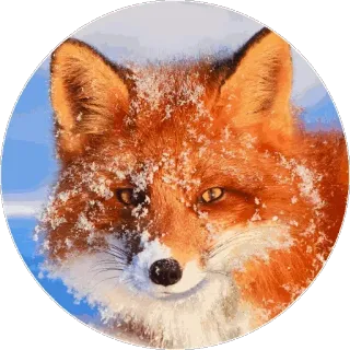 🦊 ae797809 キツネ, 動物, 雪, 冬, 野生動物, 自然 telegram sticker