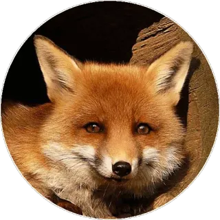 🦊 b2a7614f キツネ, 動物, 野生動物, 自然 telegram sticker