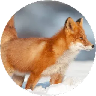 🦊 b70bd78f キツネ, 動物, 野生動物, 自然, アカギツネ telegram sticker