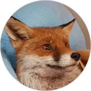 🦊 bba06fa1 キツネ, 動物, 野生動物, かわいい, ポートレート telegram sticker