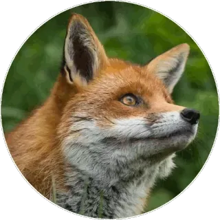 🦊 c0c6040d キツネ, 動物, 野生動物, 自然, 哺乳類 telegram sticker
