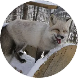 🦊 c4437bec キツネ, 動物, 雪, 冬, 自然, 野生動物 telegram sticker