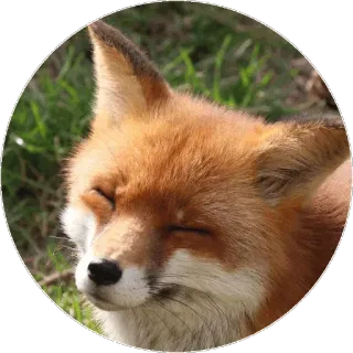 🦊 c7ff1e9f キツネ, 動物, 野生動物, 自然, アカギツネ telegram sticker