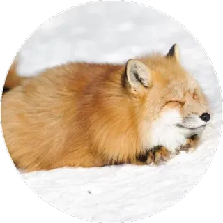 🦊 c8f3aaf4 キツネ, 動物, 雪, 冬, 自然, 野生動物 telegram sticker