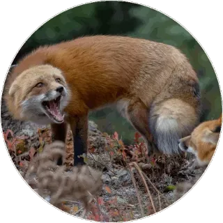 🦊 c9139bb0 キツネ, 動物, 野生動物, 自然 telegram sticker