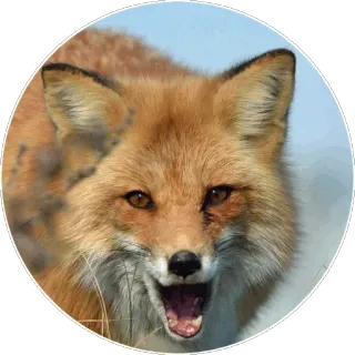 🦊 ca3042dc キツネ, 動物, 野生動物, 自然, 哺乳類, アカギツネ telegram sticker