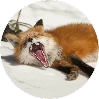 🦊 d1e6d5ac キツネ, 動物, 野生動物, 自然, 哺乳類, 冬 telegram sticker