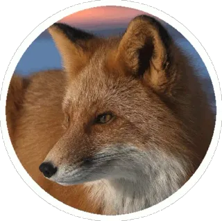 🦊 d3bdef85 キツネ, 動物, 自然, 野生動物, 哺乳類 telegram sticker