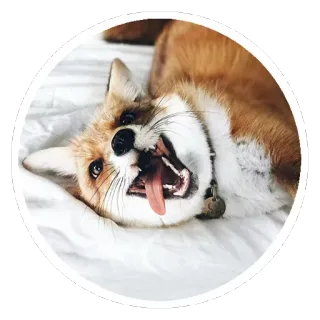 🦊 d593eff2 キツネ, 動物, かわいい, ペット, 哺乳類 telegram sticker