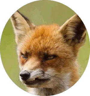 🦊 d8821a1b キツネ, 動物, 野生動物, 自然, 哺乳類 telegram sticker