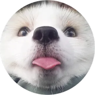 🦊 e1b509ef 犬, 動物, 舌, 可愛い, 子犬 telegram sticker
