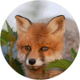 🦊 e991b7db キツネ, 動物, 野生動物, かわいい, 自然, ポートレート telegram sticker