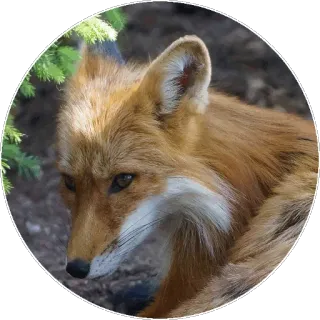 🦊 edc5a047 キツネ, 動物, 野生動物, 自然, 哺乳類, アカギツネ telegram sticker