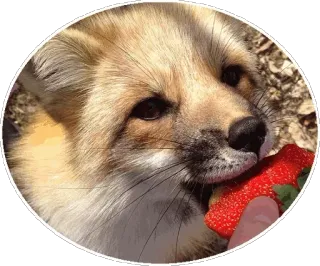 🦊 ef823bdc キツネ, 動物, いちご, かわいい, 野生動物, 自然 telegram sticker