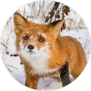 🦊 f32035c9 キツネ, 動物, 冬, 雪, 野生動物, 自然 telegram sticker