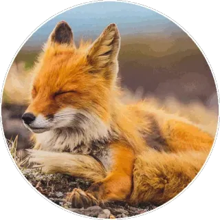 🦊 f908437e キツネ, 動物, 野生動物, 自然 telegram sticker