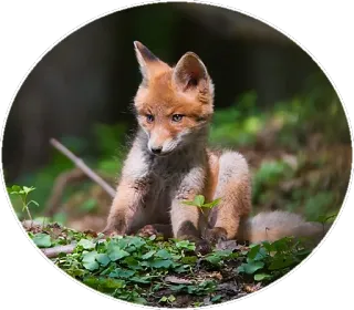 🦊 fb90a3fa キツネ, 動物, 野生動物, 自然, 哺乳類, 森林, かわいい telegram sticker