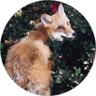 🦊 fb99480f キツネ, 動物, 野生動物, 自然, 哺乳類, 毛皮 telegram sticker