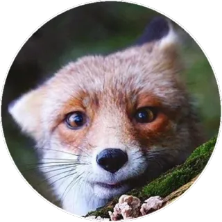 🦊 fc4ca3a5 キツネ, 動物, 自然, 野生動物, かわいい, 森 telegram sticker