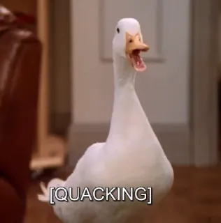😂 7c4cbd4d [QUACKING] canard, animal, coin-coin, comédie whatsapp sticker