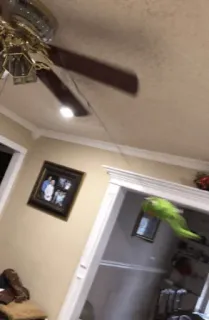 😵 94e77dcd whatsapp sticker