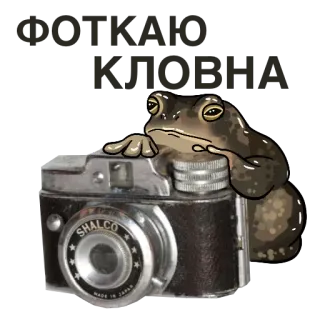 🤡 78769273 SHALCO กบ, คางคก, กล้อง, ภาพถ่าย, วินเทจ, สัตว์ whatsapp sticker