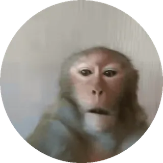 🌟 04acd78a aap, dier, primaat, zoogdier, wildlife telegram sticker