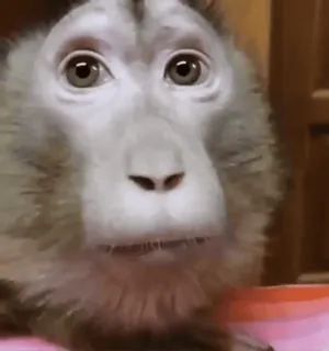 🤯 07011542 aap, dier, primaat, zoogdier, schattig, wilde dieren telegram sticker