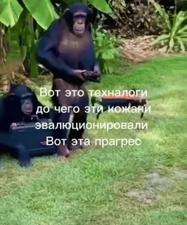 🌟 22420ab7 Вот это технологи до чего эти кожани эволюционировали Вот эта прагрес chimpansee, aap, technologie, koffer, grappig, dieren telegram sticker