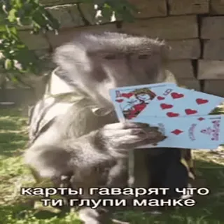 👻 34bf1d47 карты гаварят что ти глупи манке aap, speelkaarten, dieren, grappig, Russisch telegram sticker