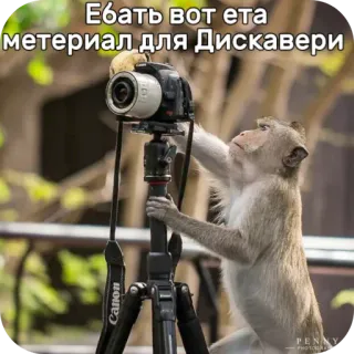 🚲 3df83b7f Ебать вот ета метериал для Дискавери aap, camera, fotografie, russisch, grappig, dier, natuur telegram sticker