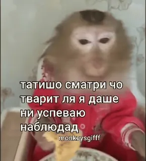 🌟 401298c5 татишо сматри чо тварит ля я даше ни успеваю наблюдад monkeysgifff aap, russisch, dier, meme telegram sticker