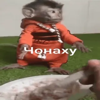 👻 43508c73 Чонаху aap, mensaap, dier, primaat telegram sticker