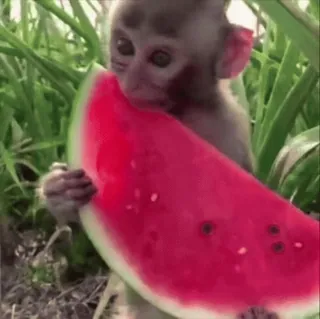 🍉 464404d2 aap, watermeloen, fruit, schattig, dier, baby aap telegram sticker