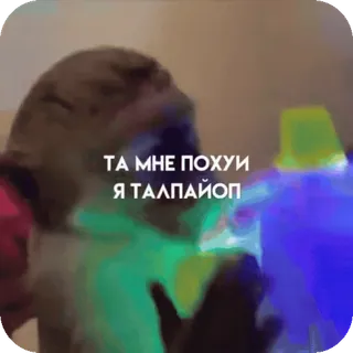 🌟 5bc91eeb ТА МНЕ ПОХУИ Я ТАЛПАЙОП telegram sticker