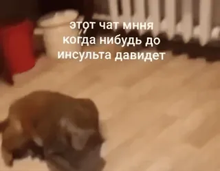 🌟 6d192f30 этот чат мння когда нибудь до инсульта давидет hond, chat, Russisch, dier telegram sticker