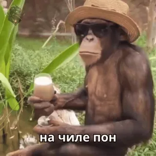 😈 6f903649 на чиле пон aap, mensaap, hoed, zonnebril, drankje, dier, chillen telegram sticker